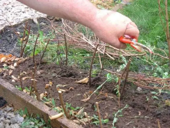 Eine Hand schneidet mit Gartenschere die jungen Triebe 