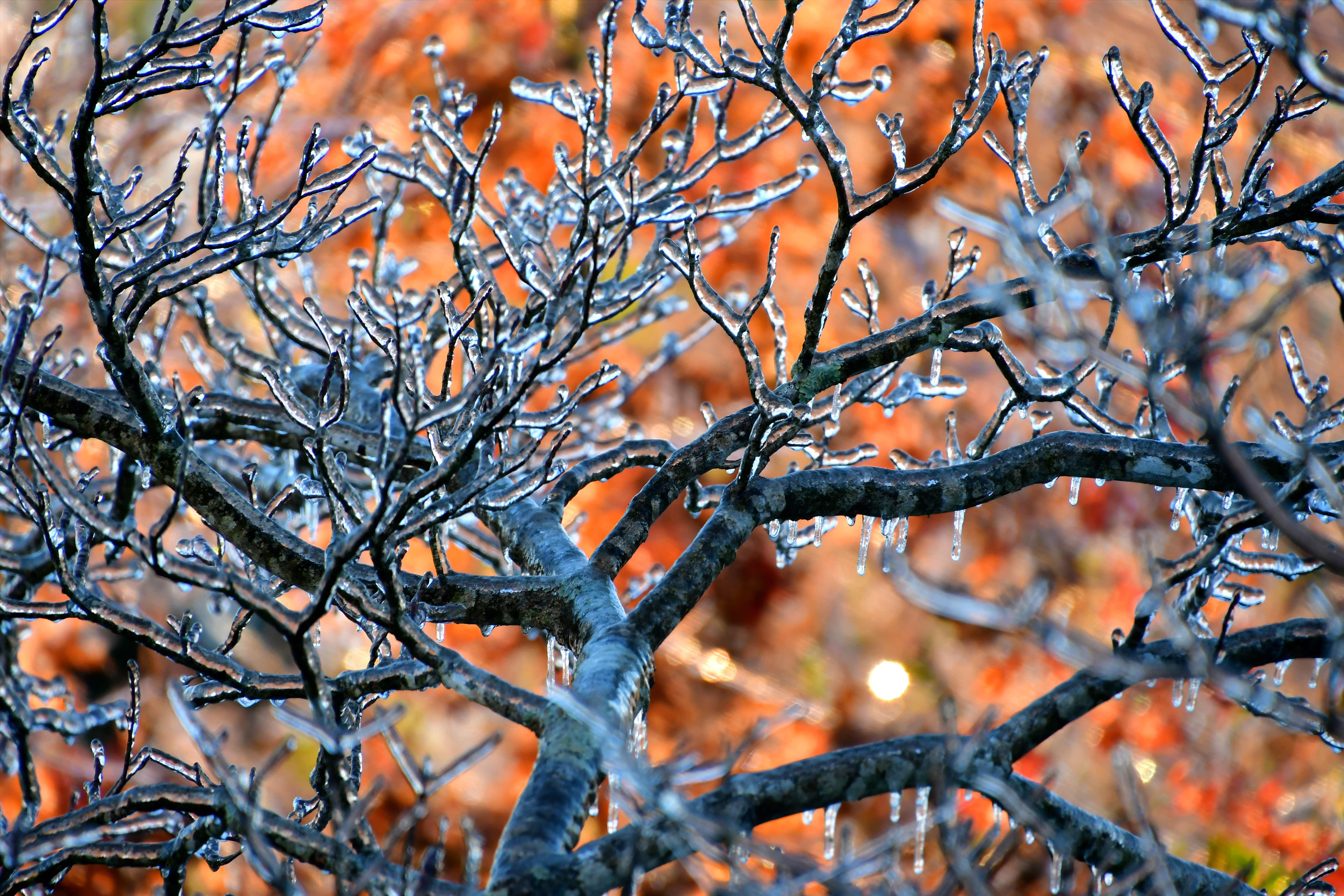 Obstbaum nach Eisregen
