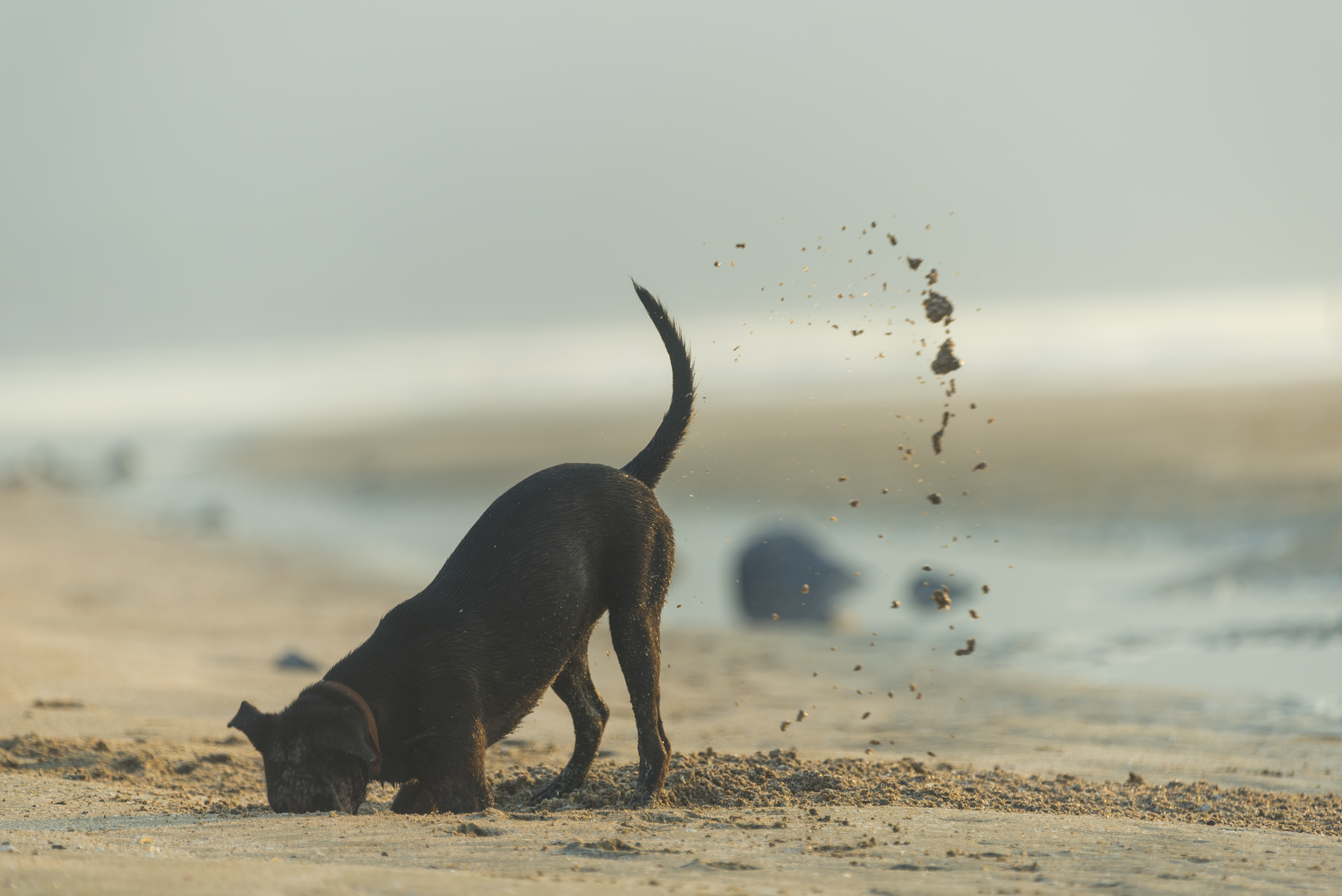 Hund gräbt am Strand